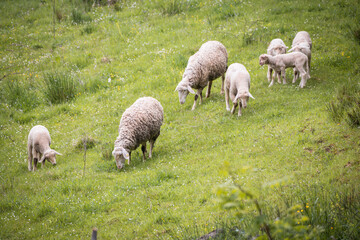 Sheep and lambs in the green pasture
