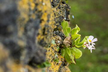 bee on a flower