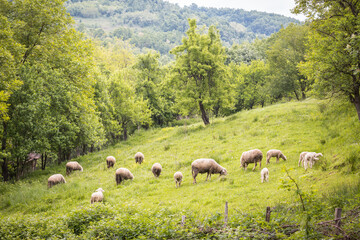 Sheep and lambs in the green pasture