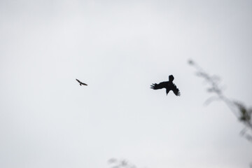 birds flying in the sky