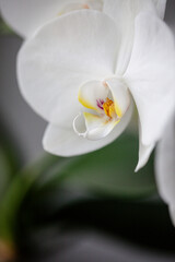 Fototapeta na wymiar weiße Orchidee