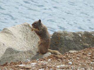 California ground squirrel enjoying a beautiful day on the rocky shores of Morro Bay, San Luis Obispo County, California.