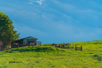 Fototapeta na wymiar farm soya field green blue sky sun light post