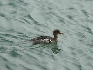 A common merganser swimming in the waters of Morro Bay, San Luis Obispo County, California.