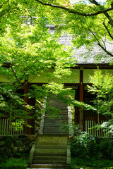 常寂光寺の新緑