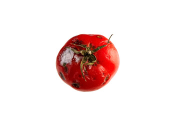 Rotten red tomato with mold on a white background