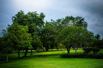 trees in the park with nice grasses