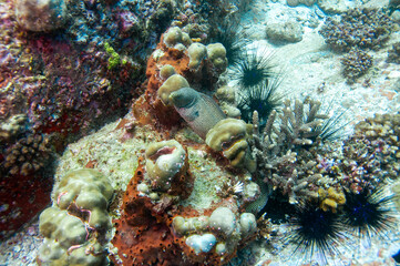 Fototapeta na wymiar White moray eel hiding in the reef
