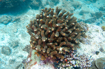 Naklejka na ściany i meble structure of Cauliflower Coral, Pocillopora verrucosa.