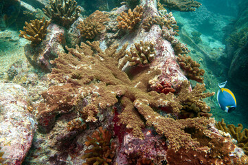 Underwater Scenes. Coral structure