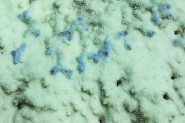 Close-up of a white bleaching coral