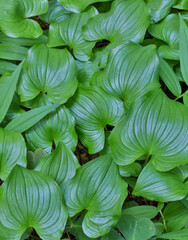 Vanilla leaves under storage, Damnation Creek Trail, Del Norte Coast Redwoods State Park, Northern...
