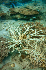 Underwater landscape of coral structures.Coral bleaching