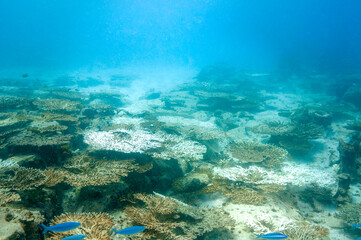 Underwater landscape of coral structures.Coral bleaching
