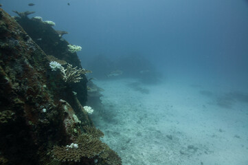 Underwater Landscape