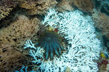 Underwater landscape of coral structures with Long-spined Crown-of-Thorns, Acanthaster planci,...