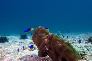 Caerulean Damsel, Pomacentrus caeruleus, swimming around a little coral in the sea bottom
