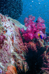 Underwater Landscape. Pink soft coral