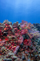 Fototapeta na wymiar Underwater Landscape. Pink soft coral