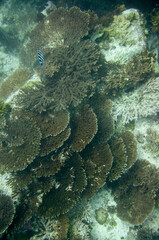 Underwater landscape of coral structures