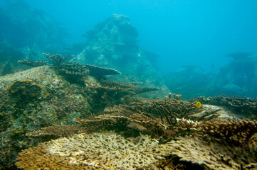 Naklejka na ściany i meble Underwater landscape of coral structures