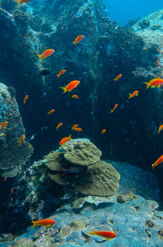 Underwater Landscape