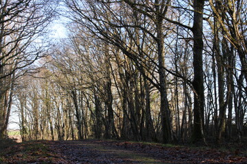 Fototapeta premium trees in the forest