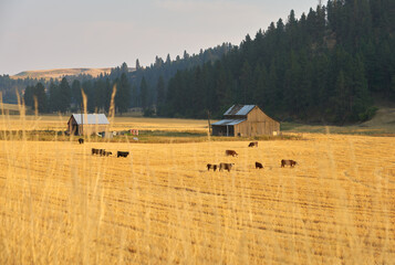 Cattle Grazing Washington State. Cattle grazing in the Palouse area of Washington State, USA.

