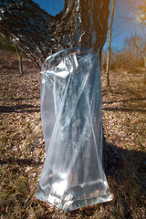 Harvesting birch sap in spring forest. Birch juice gathering in plastic bag. Birch sap flow to...