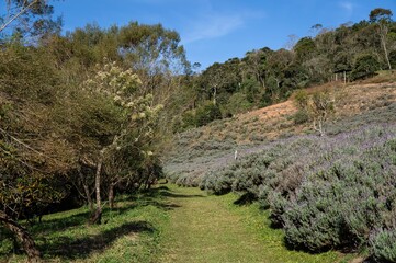 Fototapeta na wymiar A grass path running near a Lavender field plantation cultivated on hillside inside the lands of 