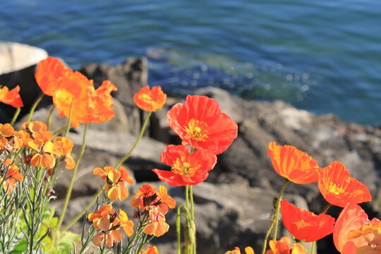 Florece en el lago Lem&aacute;n, Montreaux