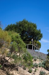 Fototapeta na wymiar The wooden structure observation deck and his big tree located between the lavender fields plantation of 