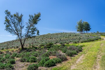 Fototapeta premium CUNHA, SAO PAULO / BRAZIL - AUG 16, 2019: The agricultural fields on the lower part of the lands of 