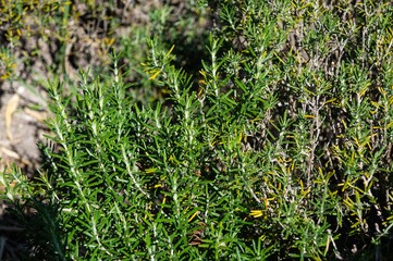Closeup of a Salvia rosmarinus (Rosmarinus officinalis - a woody, perennial herb with fragrant, evergreen, needle-like leaves, mediterranean native) being cultivated in Cunha, Sao Paulo - Brazil.