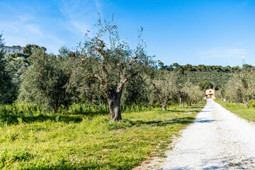 A white country road in the Tuscan countryside, crossing an olive grove, in a spring sunny day, in...