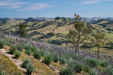 Fototapeta na wymiar Lavender fields plantation cultivated on a hillside of 