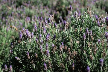 Obraz premium A bush of Lavender flowers (Lavandula dentata - a species of flowering plant in the family Lamiaceae) cultivated in the agriculture fields of Cunha - Sao Paulo / Brazil