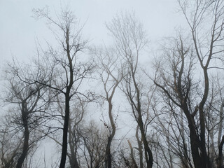 Fototapeta premium Bare winter trees stand in a dense, heavy fog. Spooky picture on the eve of Halloween. Bottom view.
