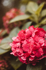 Hortensien Vintage Boho