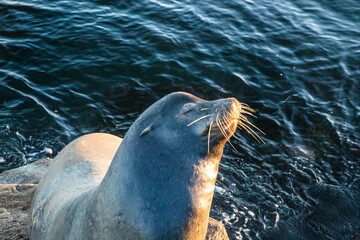 United States, California, Monterey, Beachwater Cove Beach and Marina, Harbor Seal Sunning in Early Morning Light