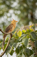 Aves do Cerrado brasileiro.
🇧🇷 Anu-Branco
🇬🇧 Guira Cuckoo
🔬 Guira Guira