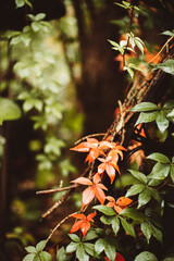 Herbstf&auml;rbung Bl&auml;tter