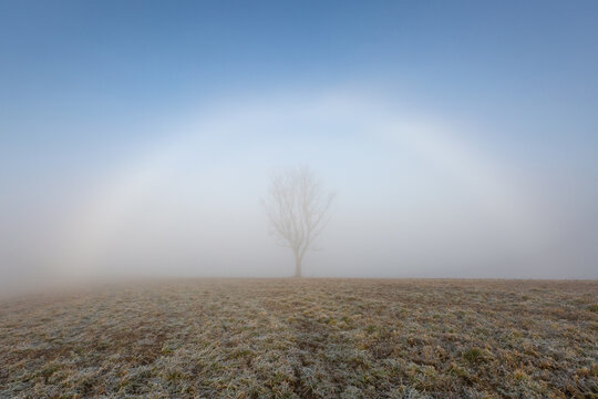 Fogbow and a tree in the rural landscape of Turiec region, Slovakia.