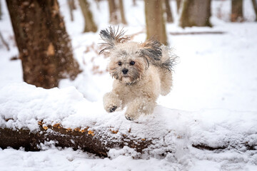Lhasa apso przeskakuje,przez powalone drzewo © nitka_zaplatana