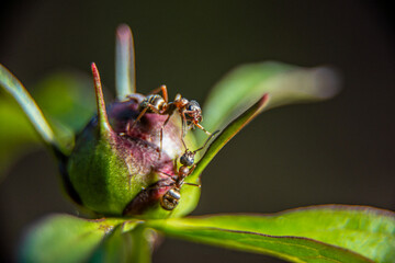 red ants on a flower bud