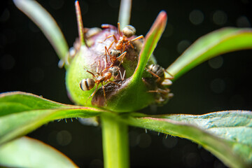 red ants on a flower bud