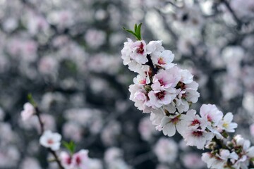 Detalle de flores de almendro en invierno