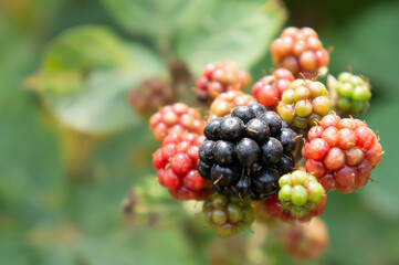 Black sea blackberries with their colorful colors
