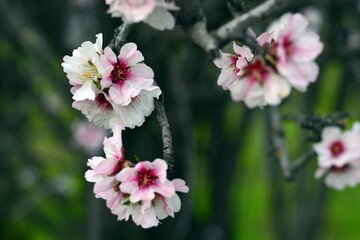 Fototapeta premium Detalle de flores de almendro en invierno
