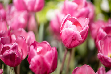 Beautiful bouquet of tulips. colorful tulips. nature background